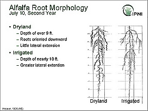 Alfalfa Root System