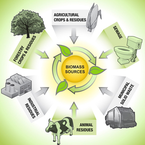 Biomass examples