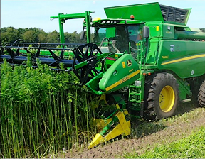 Hemp harvesting process