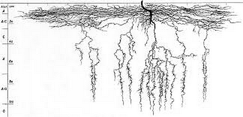 Hemp Root System