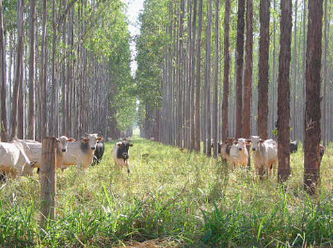 Sivipasture in India