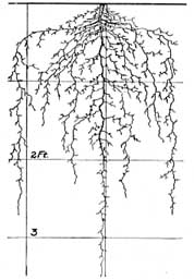 Red Clove Root System