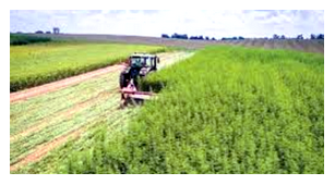 Hemp harvesting in field